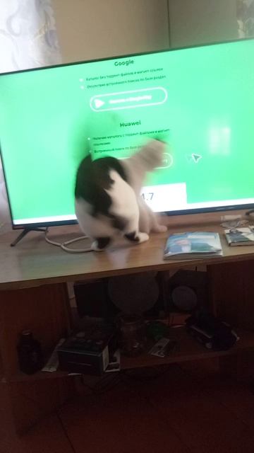 VID_20250214_135320.mp4