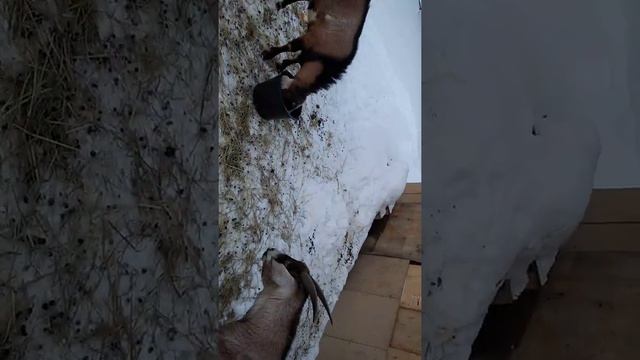 #Goats#Козы#Обед#Капуста. Что-то пошло не так! 😂😂😂