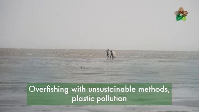 Horseshoe crab- the living fossil -World Oceans day