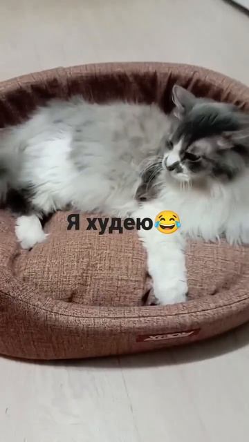 Как похудеть на 10 килограмм#кот #бакс #щенокшитцу #щенокмилашка #шитцу #котейка 😂😂🤣🤣🤣🤣🤣🤣🤣🤣🤣🤣🤣🤣🤣🤣🤣