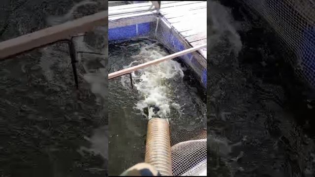 Приняли правильную форель 2