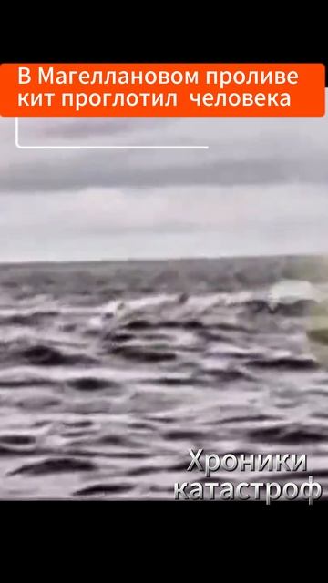 В Магеллановом проливе кит проглотил и выплюнул плывшего на байдарке человека