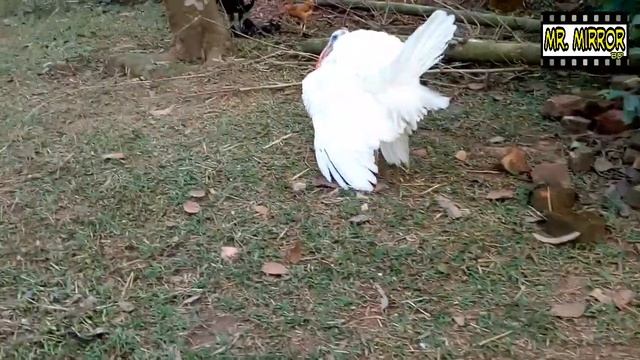 Amazing Animal Looking Awesome | Super Cute Animal | Mr. Mirror BD