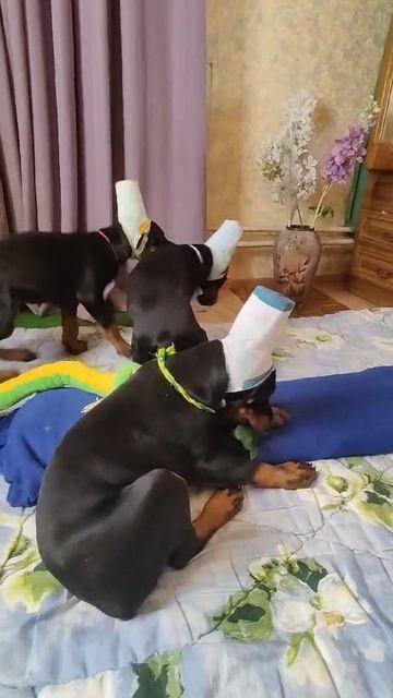 видио листок  белыйрыжий зелёныйVID-20250209-WA0052 (1)