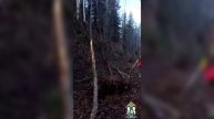 На Сахалине окончено расследование уголовного дела о повреждении лесных насаждений на 6,6 млн рублей