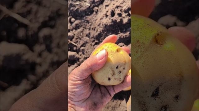 Картофель сорт Прайм.