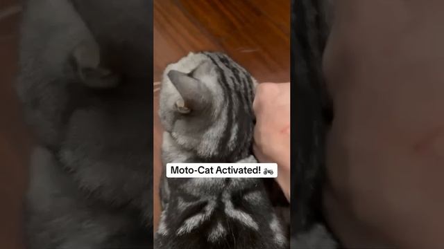 говорящие котики