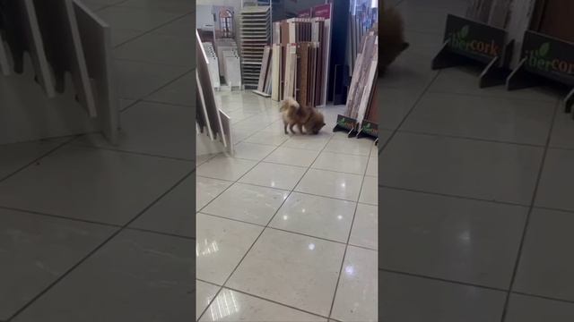 Наш салон напольных покрытий - для всех и каждого😂😂🐶😼