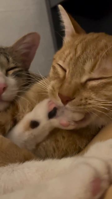 Кото любовь 😻