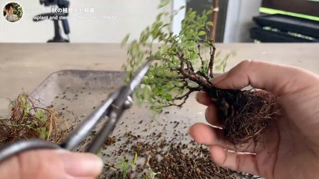 Посадка и дезинфекция роз (стерилизаци ／Roses are repotted and disinfected in the fall.