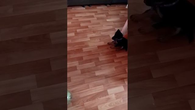 попрошайка)))