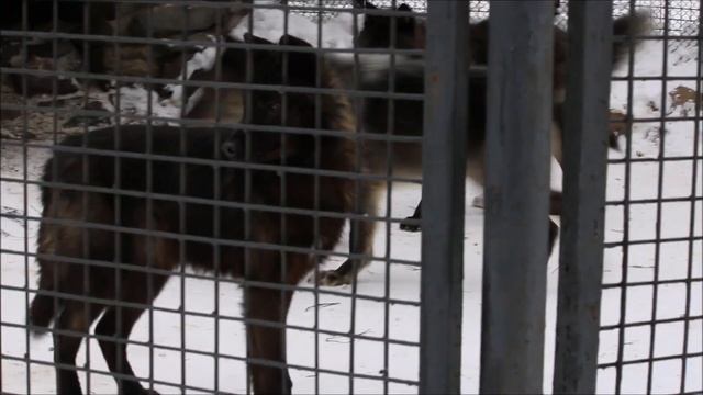 Канадские волки наблюдали как посетительница кормит полярных волков 12.02.2025