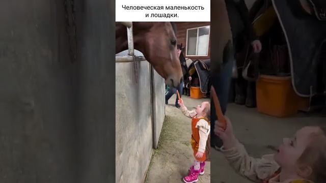 маленькая девочка кормит лошадок