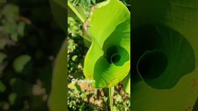 Японский банан Басио (Musa basjoo) растёт в Поволжье. Ранняя теплая осень. Musa basjoo grows