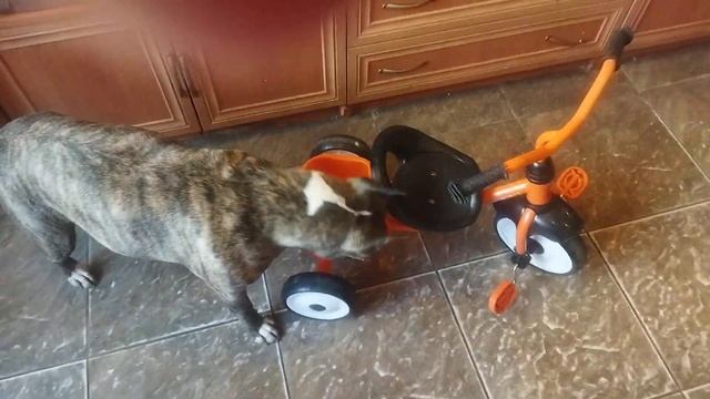 Tcenniy Prize Empress 6,5y. , шейпинг с велосипедом.