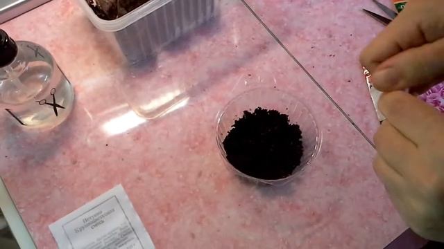 Петуния.часть 1 . Посев семян