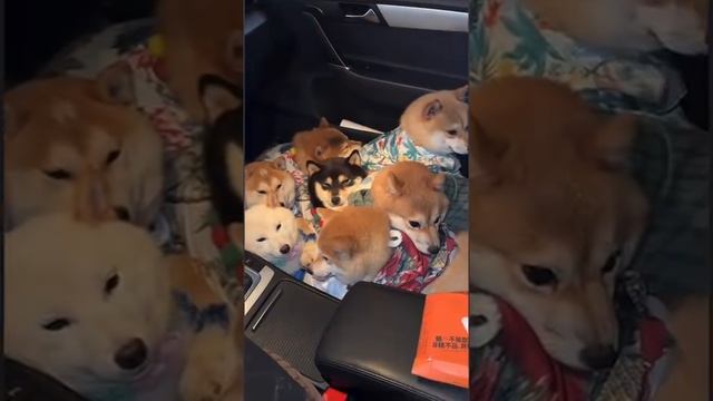 Сборник забавных и смешных видео о домашних животных – Эпизод 49
