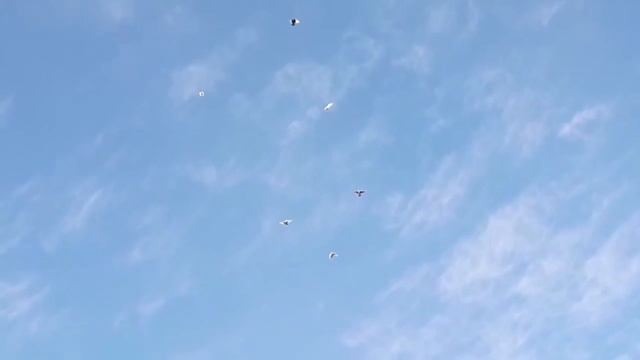 АГАРАНЫ -НАВАДЫ СРЕДНЕАЗИАТСКИЕ ГОЛУБИ. ГОЛУБИ НОВОАЛЕКСАНДРОВСКА. АЛЕКСЕЙ.