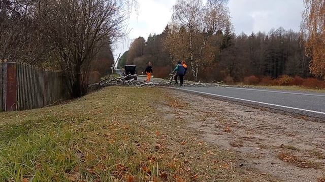 Sawing trees near the road // Валка дерева // берёза упала на дорогу // Stihl ms261