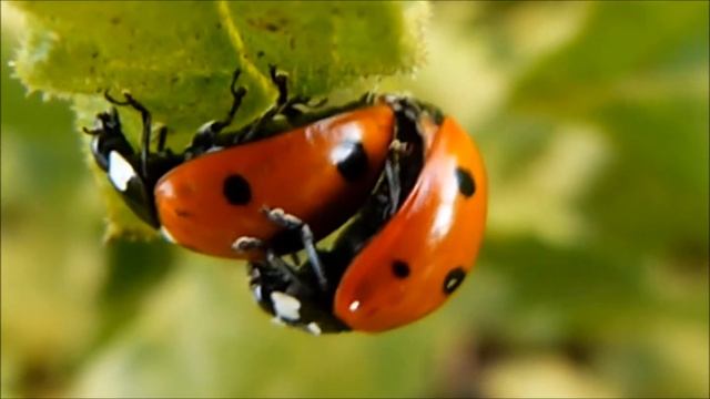 Mariquita, Coccinellidae