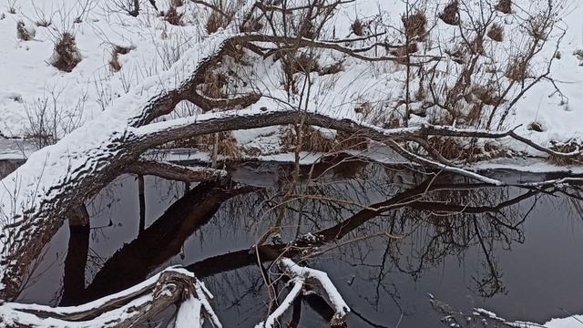 рыжий пёс. зимняя природа. прогулка с собакой. дерево -мост через реку.