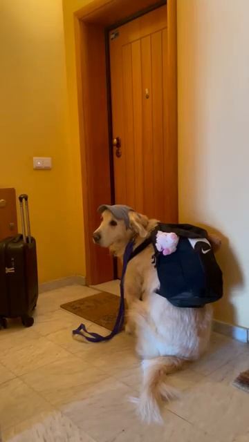 Heartwarming Reunion at the Door with a Loyal Dog