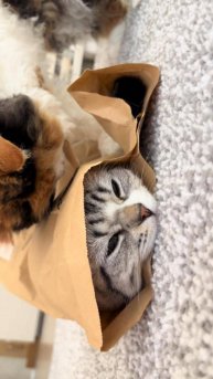 Котики для хорошего настроения