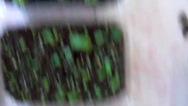 Стрептокарпусы из семян. Обзор тепличек с сеянцами.