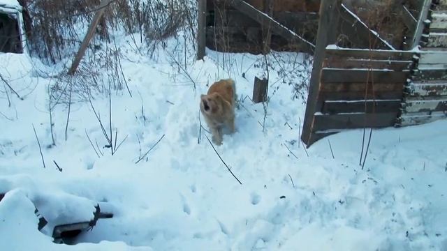 "Коммунальный рейд": работа по отлову бездомных собак в Бийске продолжается (Бийское телевидение)