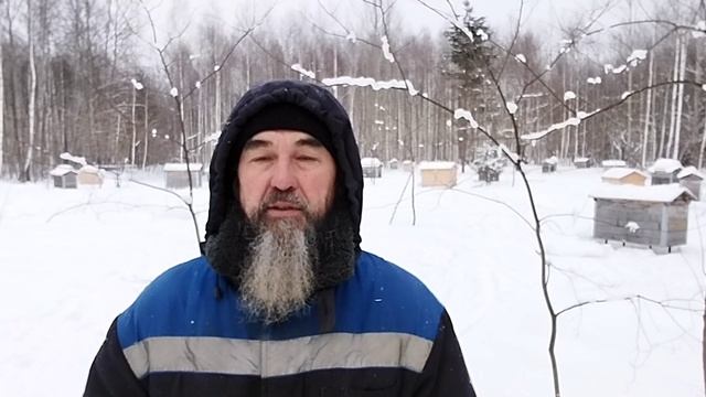 Как дела на лесной пасеке естественного пчеловодства.