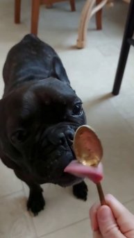 французский бульдог решает "есть или не есть" #bulldog