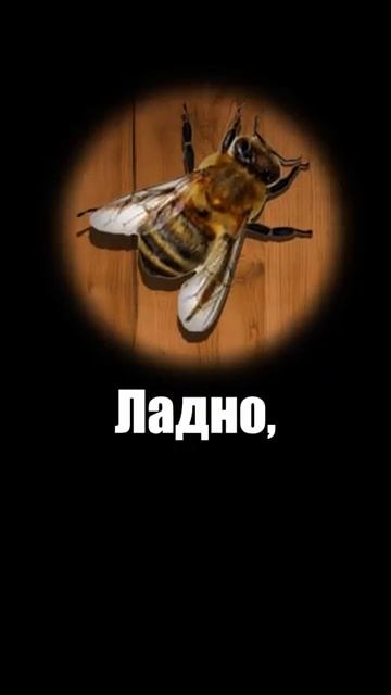 Неправильный M&M's мёд 😋