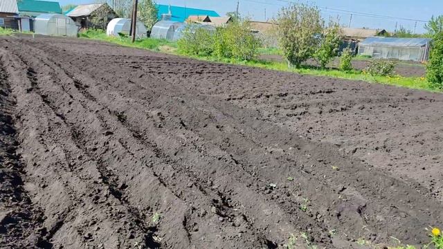 Долгожданный выпуск. Посадка картофеля мотоблоком ❤ #мотоблок