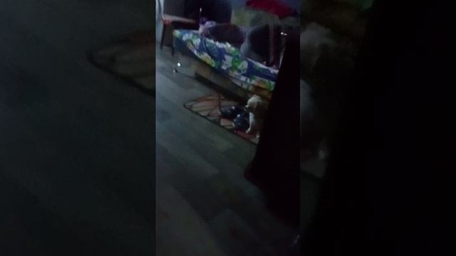 это где наша собака злая