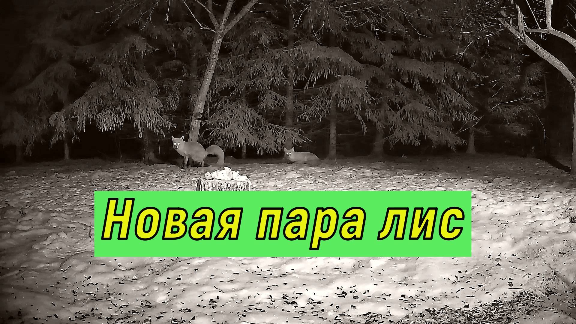Новая пара лис.