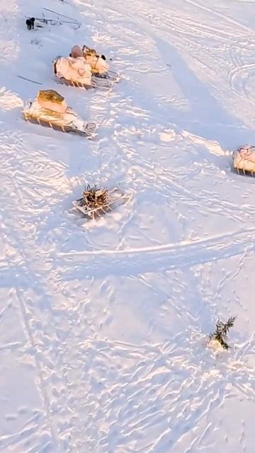 Стойбище оленеводов. Ямал