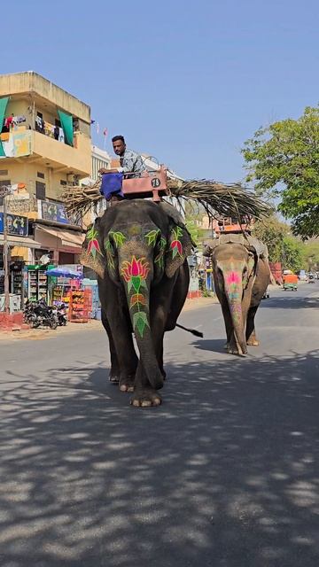 Индия и слоны для меня всегда были одним целым! 🐘🐘🐘