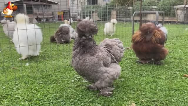 Идеальное птицеводство достойно восхищения 🐓🦆🦢🦚🦃🐔 эпизод (25)