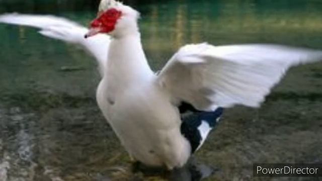 LAL ÖRDƏKLƏR HAQQİNDA BİLMƏDİKLƏRİNİZ.