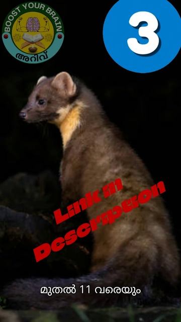 Nilgiri Marten |Maranaaya | മരനായ | Only see in South India #shorts