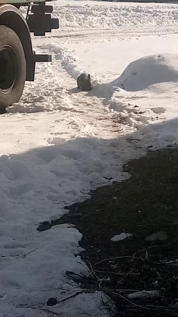 ушастики