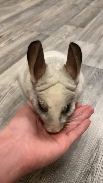 Цепкие Лапёшки | Chinchilla Plombirchik | Лапки | Шиншилла Пломбирчик