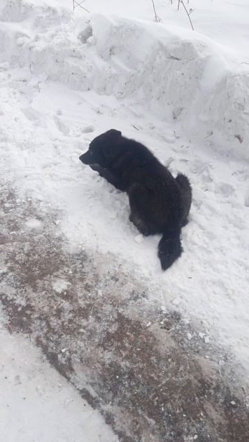 обед