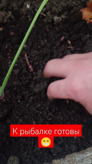 заготовки для рыбалки #зимняяловлярыбы #летняяловлярыбы #рыбалка #черви