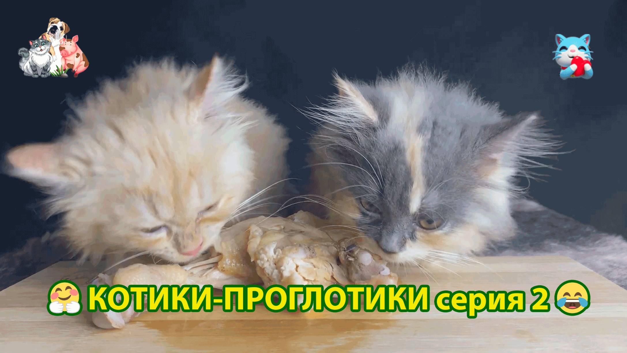 Котики-проглотики растут будущие птицеводы 🐈🐈😹 эпизод (2)