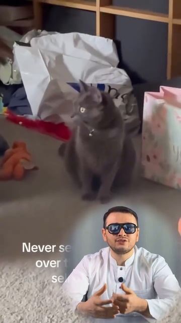 Почему кошки реагируют на скотч