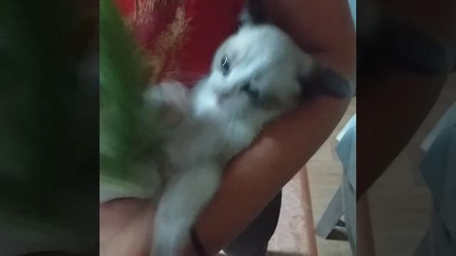 VID-20250209-WA0000