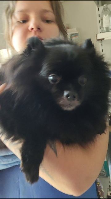 ❤️ Забота о сердце Вашего питомца 🐶