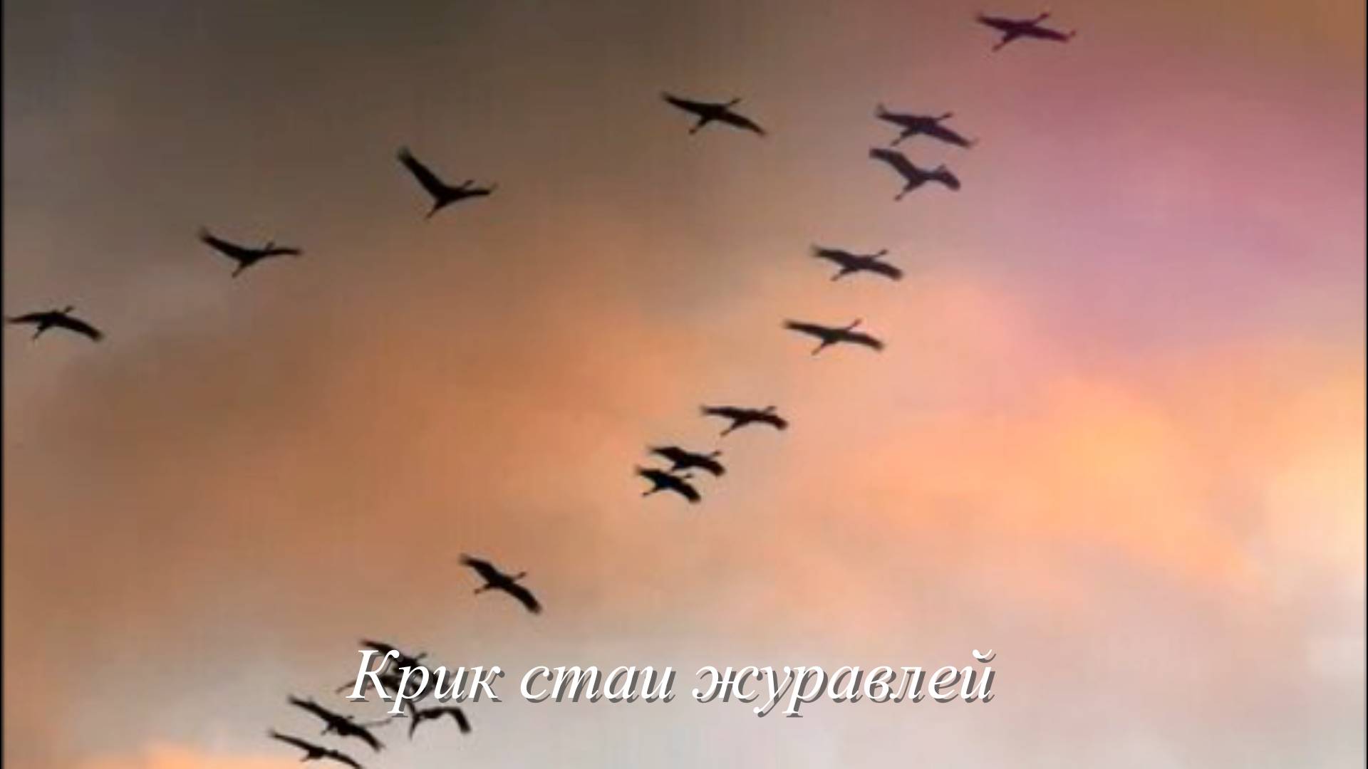 Звук