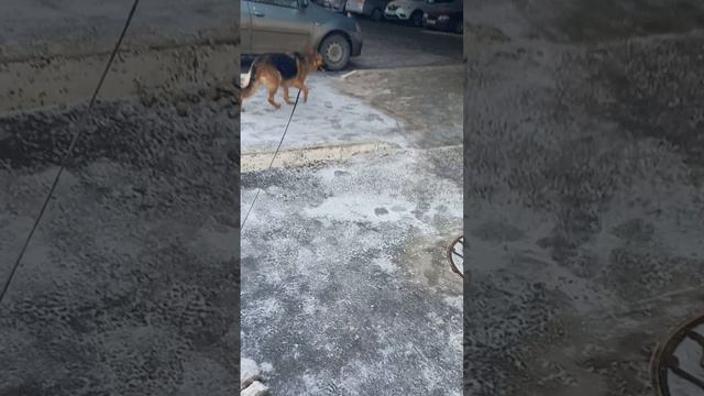 Альфа в магазине